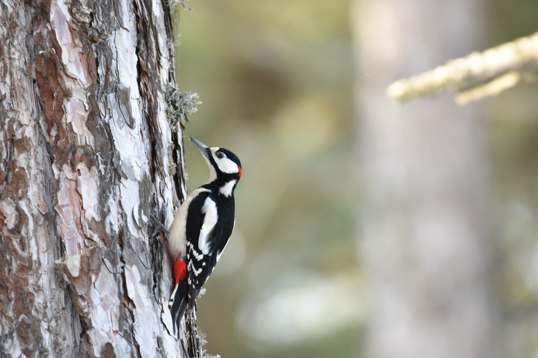 Great Spotted Woodpecker